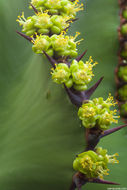Image of candelabra Tree