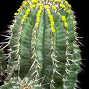 Image of Euphorbia fruticosa Forssk.