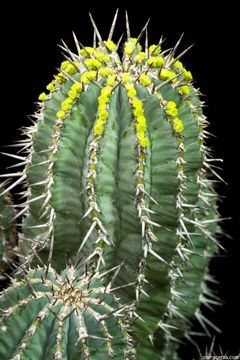 Image of Euphorbia fruticosa Forssk.