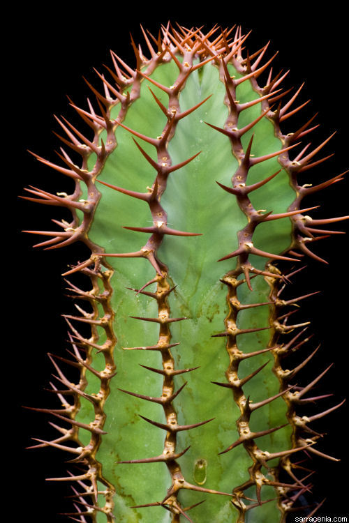 Image of Euphorbia virosa Willd.