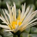 Image of Fenestraria rhopalophylla subsp. rhopalophylla