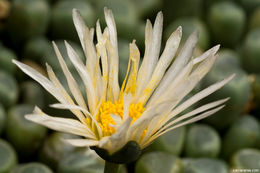 Image de Fenestraria rhopalophylla subsp. rhopalophylla