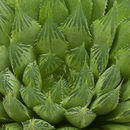 Image of Haworthia bolusii var. blackbeardiana (Poelln.) M. B. Bayer