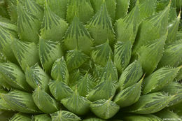 Haworthia bolusii var. blackbeardiana (Poelln.) M. B. Bayer resmi