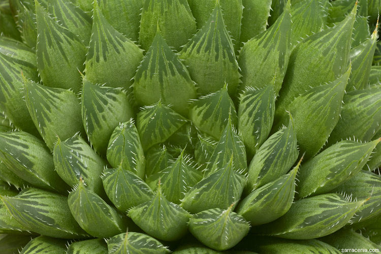 Image of Haworthia bolusii var. blackbeardiana (Poelln.) M. B. Bayer