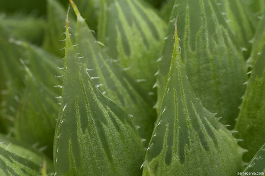 Haworthia bolusii var. blackbeardiana (Poelln.) M. B. Bayer resmi