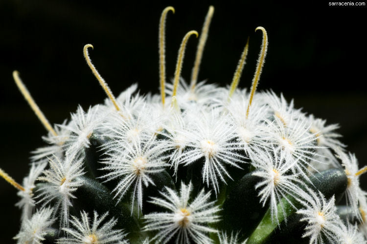 Image of Mammillaria crinita DC.