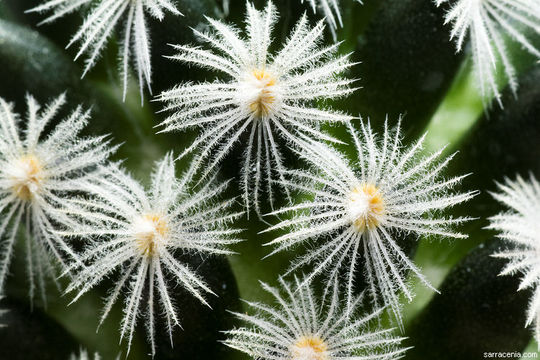 Image of Mammillaria crinita DC.