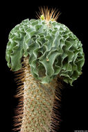 Image of Pachypodium namaquanum (Wyley ex Harv.) Welw.