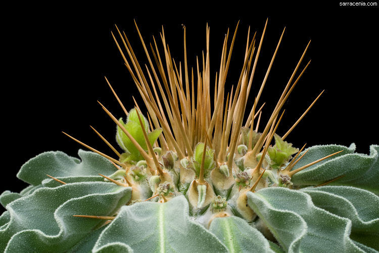 Image of Pachypodium namaquanum (Wyley ex Harv.) Welw.