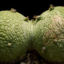 Image de <i>Pseudolithos migiurtinus</i>