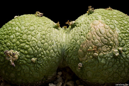 Image de <i>Pseudolithos migiurtinus</i>