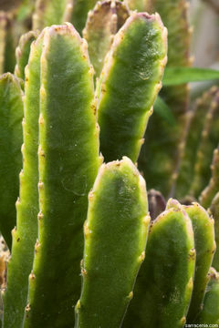 Image of <i>Stapelia grandiflora</i>