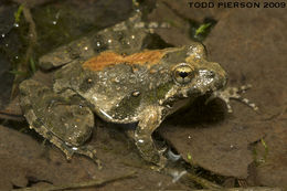 Image of Blanchard's cricket frog