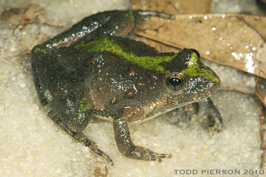 Image of Northern Cricket Frog