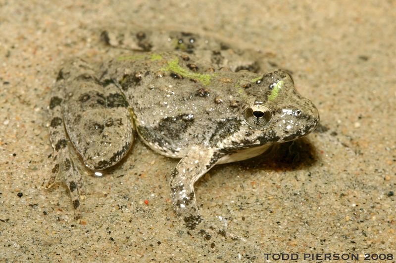 Image of Blanchard's cricket frog