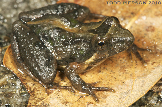 Image of Southern Cricket Frog