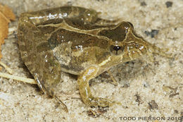 Image of Southern Cricket Frog