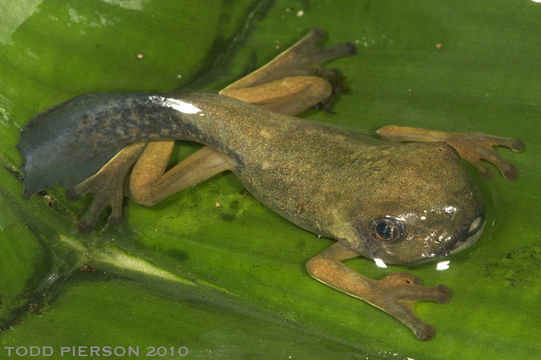 Image of Black-eyed Leaf Frog