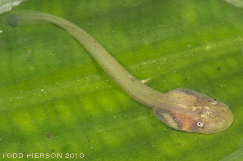 Image of Bromeliad Treefrog