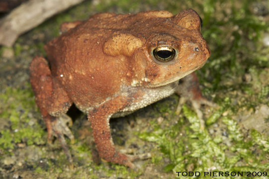 Image de Anaxyrus americanus (Holbrook 1836)