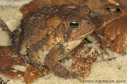 Imagem de Anaxyrus americanus (Holbrook 1836)