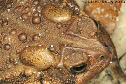 Image of American Toad