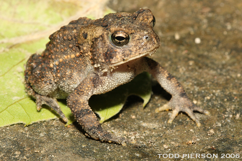 Image de Anaxyrus americanus (Holbrook 1836)