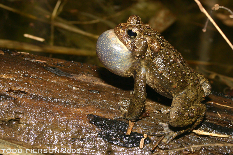 Image de Anaxyrus americanus (Holbrook 1836)