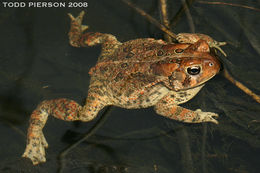 Imagem de Anaxyrus americanus (Holbrook 1836)