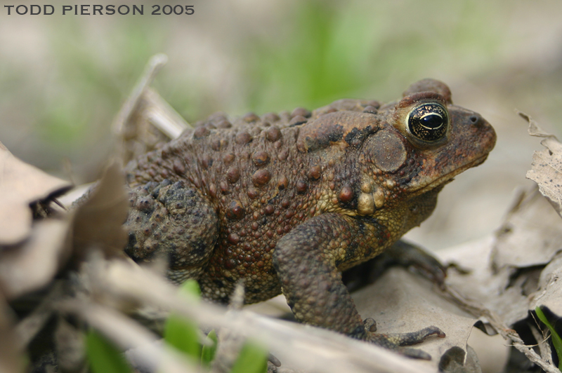 Image de Anaxyrus americanus (Holbrook 1836)