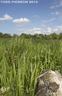 Image of Common Toad