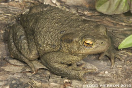 Image of Common Toad