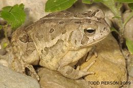 Image of Fowler's Toad