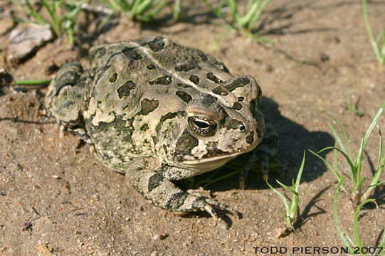 Image of Fowler's Toad