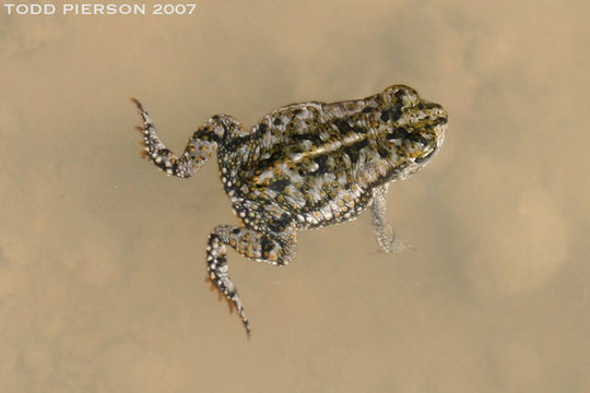 Image of Oak Toad