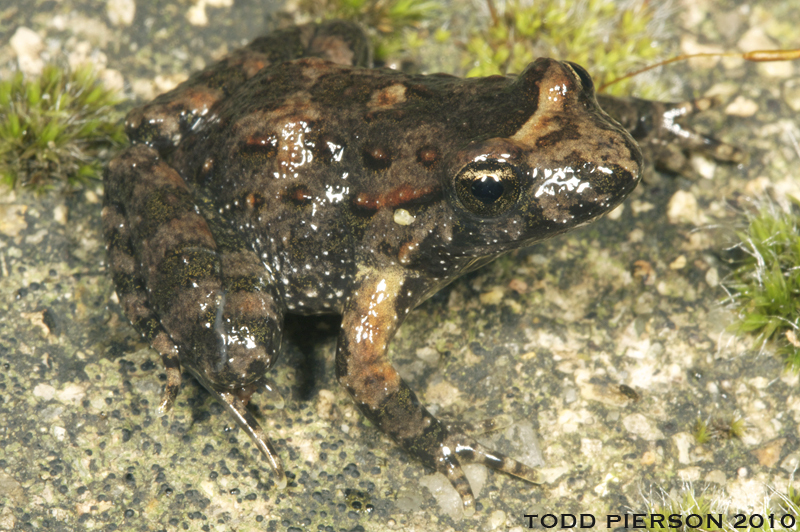 Image of Tyrrhenian Painted Frog