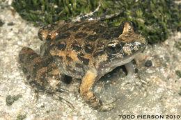 Image of Tyrrhenian Painted Frog