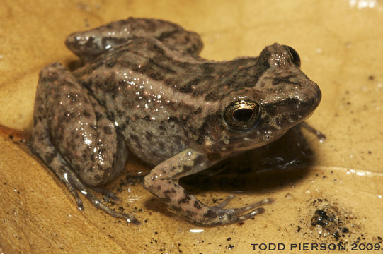 Image of Greenhouse Frog