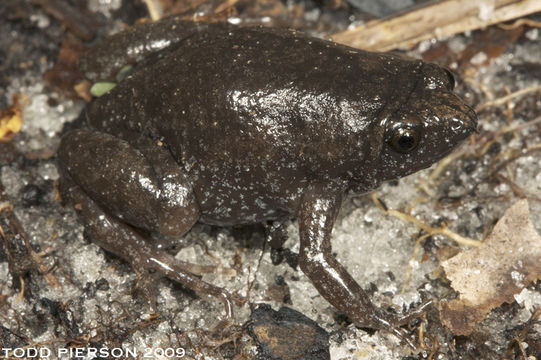 Image of Eastern Narrowmouth Toad
