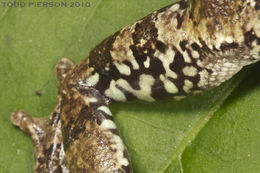 Image of <i>Hyla avivoca</i>