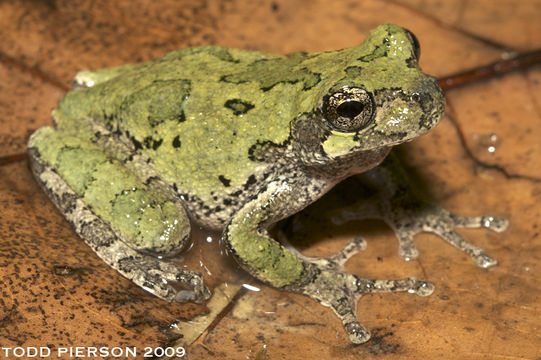 Image of <i>Hyla chrysoscelis</i>