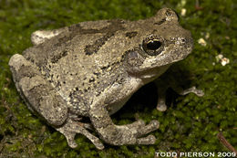 Image of cope's gray treefrog