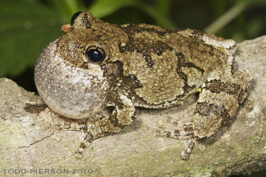 Image of <i>Hyla chrysoscelis</i>