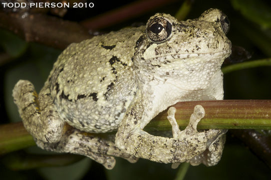 Image of <i>Hyla chrysoscelis</i>