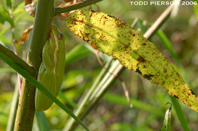 Image of American Green Treefrog