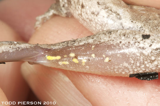 Image of pine woods treefrog