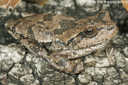 Image of pine woods treefrog