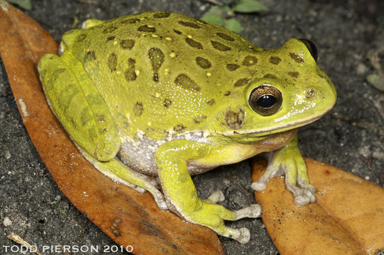 Image of <i>Hyla gratiosa</i>