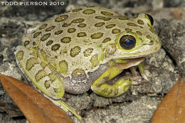 Imagem de <i>Hyla gratiosa</i>